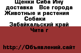 Щенки Сиба Ину доставка - Все города Животные и растения » Собаки   . Забайкальский край,Чита г.